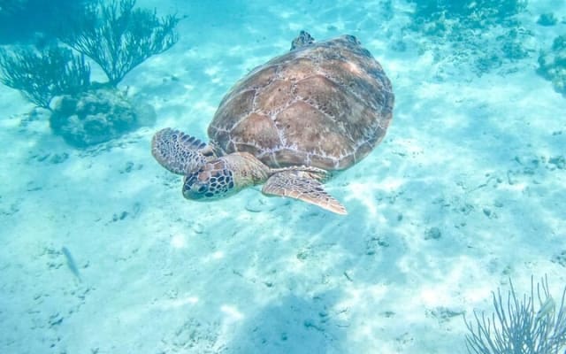 Half Day Semiprivate Snorkeling with Turtles and Majestic Cenote photo 13