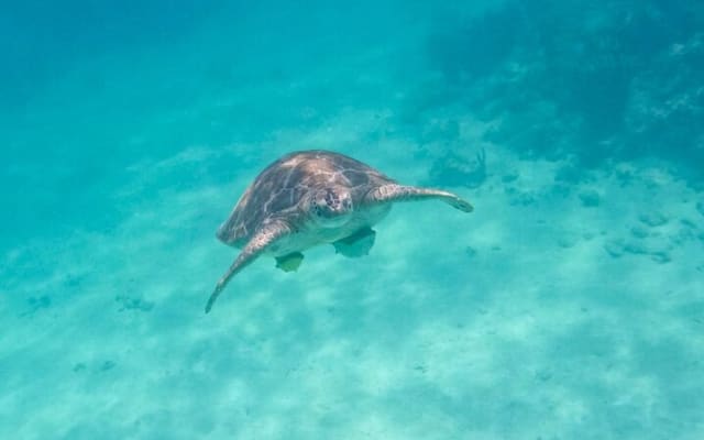 Private Half-day Luxury Experience with Turtles & Majestic Cenote photo 5