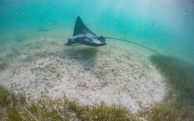 Private Half-day Luxury Experience with Turtles & Majestic Cenote photo 6