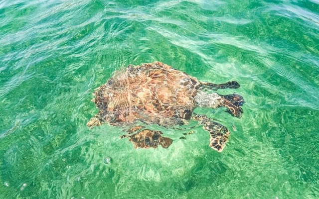 Private Half-day Luxury Experience with Turtles & Majestic Cenote photo 13