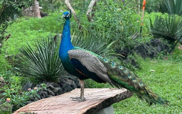 Full Day Puerto Vallarta Botanical Garden Tour