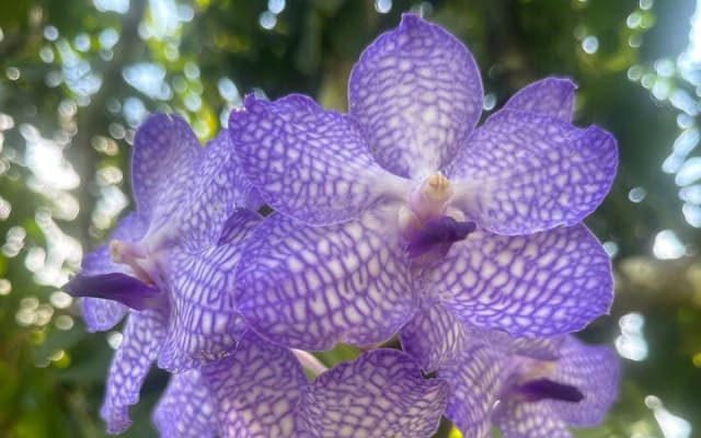 Visite d’une journée du Jardin botanique de Puerto Vallarta photo 3