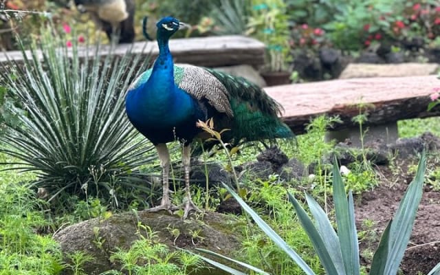 Visite d’une journée du Jardin botanique de Puerto Vallarta photo 6