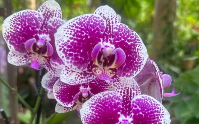 Visite d’une journée du Jardin botanique de Puerto Vallarta photo 7