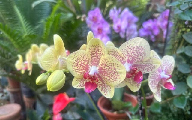Visite d’une journée du Jardin botanique de Puerto Vallarta photo 9