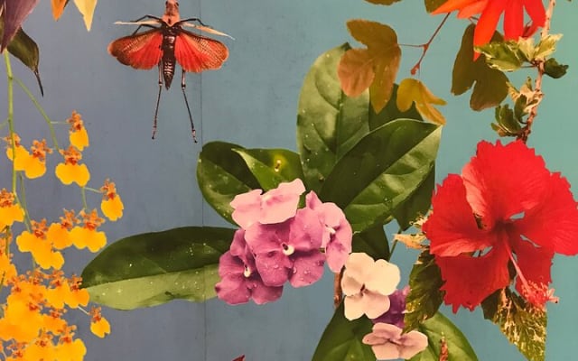 Visite d’une journée du Jardin botanique de Puerto Vallarta photo 10