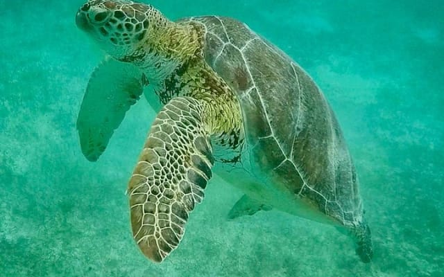 Private Tour Turtles Coral Reef Cenote Beach All inclusive photo 6