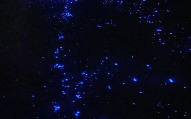 Holbox: Guided Bioluminescence Tour with pick up photo 4