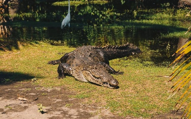 Turtle Release Escobilla Sanctuary and crocs in Ventanilla. photo 9