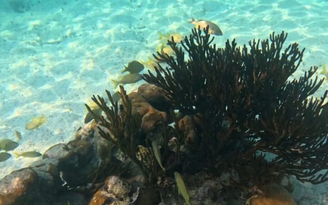 Tour to Tulum and Cenote Swimming with Turtles from Tulum photo 13