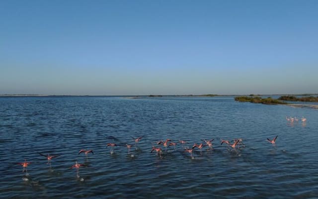 From Cancun: Rio Lagartos, Coloradas and Mayan Bath photo 7