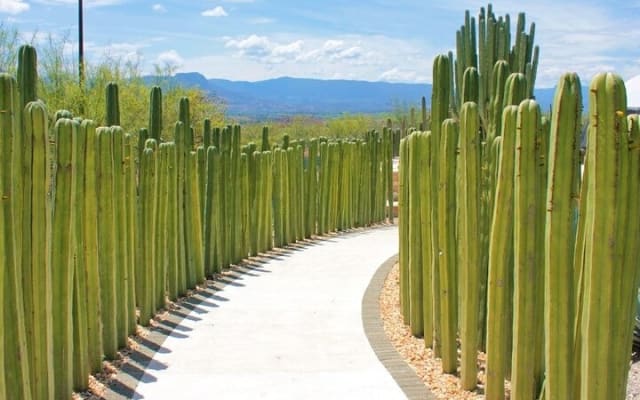 Explore Mexican Gardens and Tepoztlan Town from Mexico City photo 10