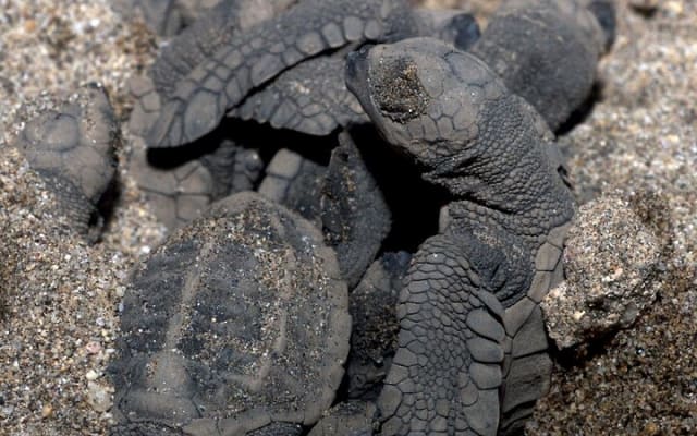 Camp des tortues à Puerto Vallarta : lâcher de bébés tortues et pontes de femelles photo 2