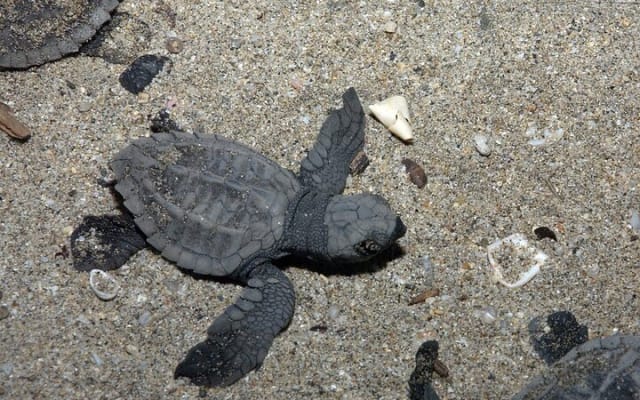 Camp des tortues à Puerto Vallarta : lâcher de bébés tortues et pontes de femelles photo 3