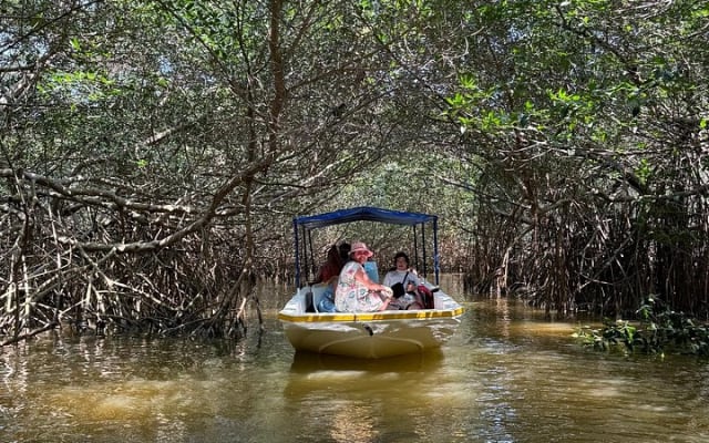 Boat tour through the mangroves of Celestún and Playa from Merida