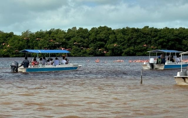 Paseo en lancha por los manglares de Celestún y playa desde Mérida photo 6