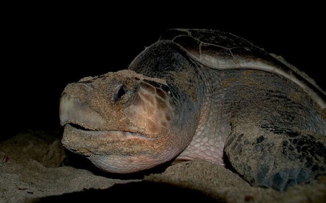 Camp des tortues à Puerto Vallarta : lâcher de bébés tortues et pontes de femelles photo 5