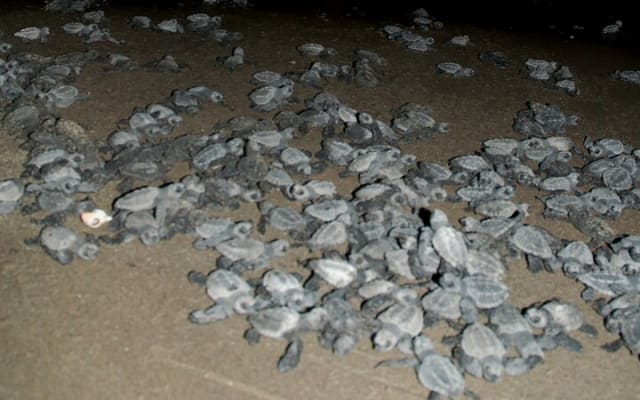 Camp des tortues à Puerto Vallarta : lâcher de bébés tortues et pontes de femelles photo 6