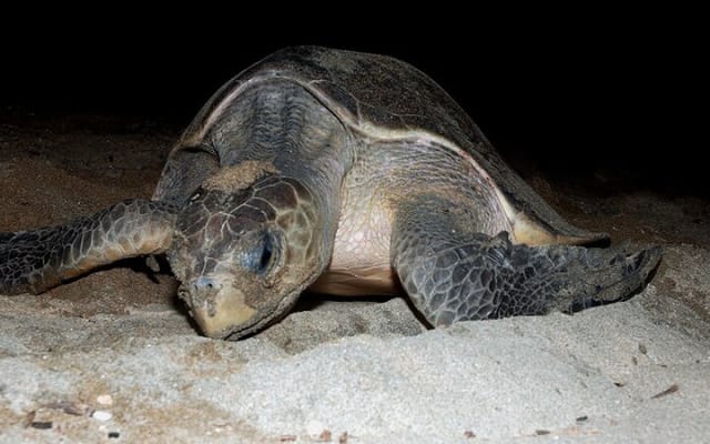 Camp des tortues à Puerto Vallarta : lâcher de bébés tortues et pontes de femelles photo 11