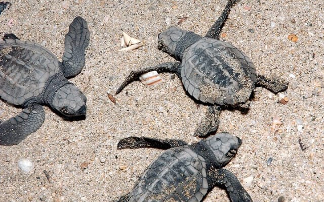 Camp des tortues à Puerto Vallarta : lâcher de bébés tortues et pontes de femelles photo 12