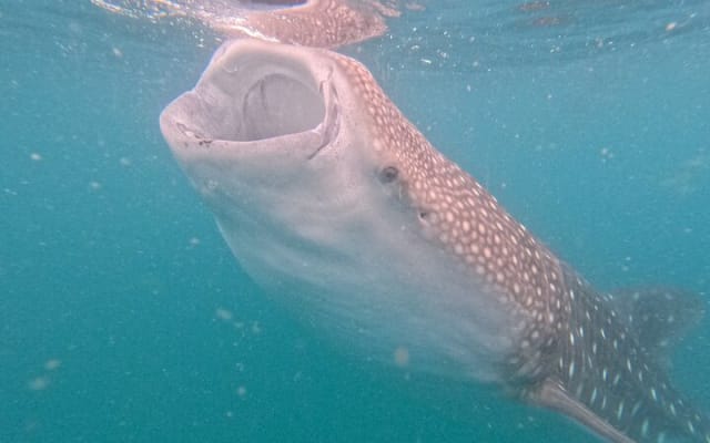 Experiences with whale sharks in La Paz photo 2