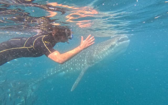 Experiences with whale sharks in La Paz