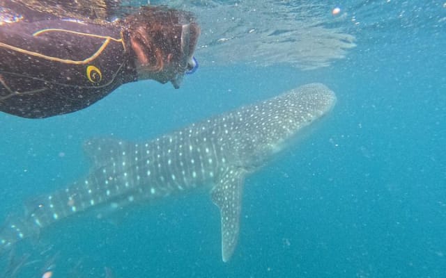 Experiences with whale sharks in La Paz photo 6