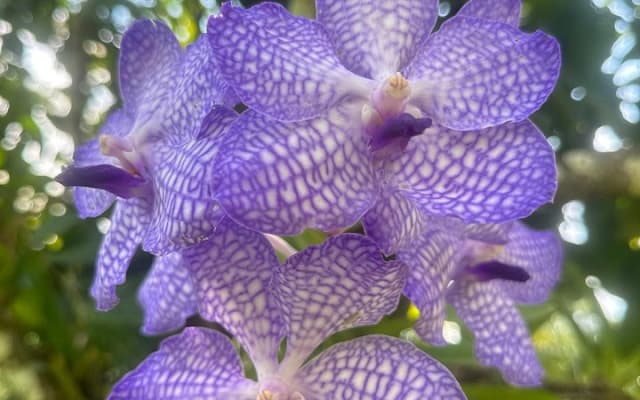 1/2 Day Puerto Vallarta Botanical Garden tour