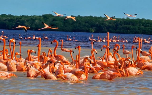 Tour to Celestún with View of Flamencos and Beach Club
