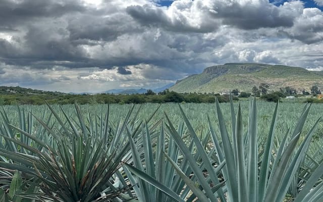 Oaxaca Conmigo, tours privados photo 9