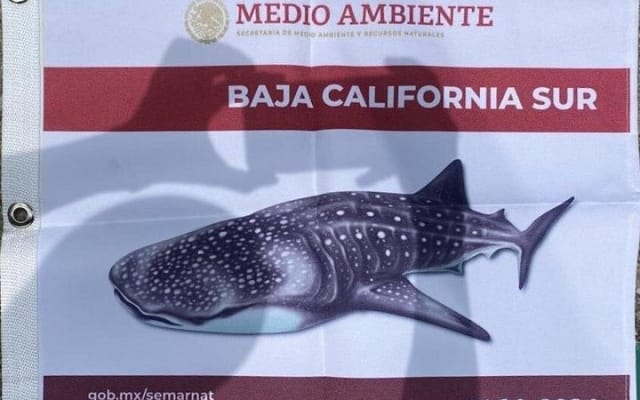 Nage avec les requins-baleines : petit groupe avec biologiste marin photo 13