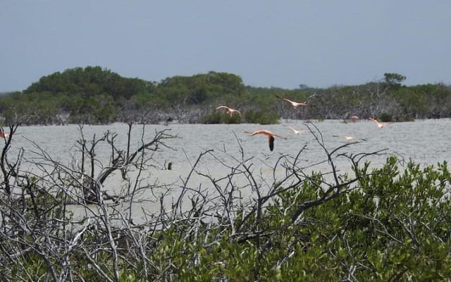 Birdwatching around Merida and coastline photo 2