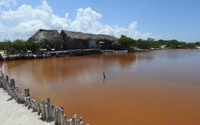 Birdwatching around Merida and coastline photo 5