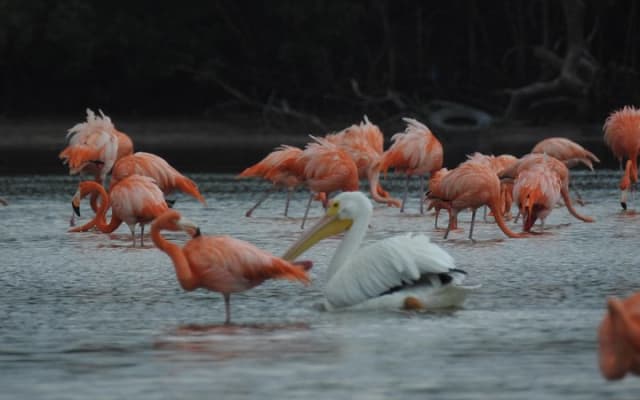 Birdwatching around Merida and coastline photo 8