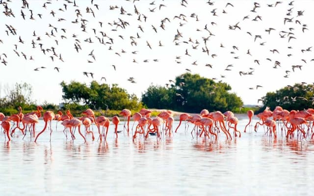 Las Coloradas Amazing Pink Lake & Rio Lagartos from Tulum photo 5