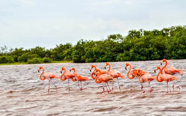 Las Coloradas Amazing Pink Lake & Rio Lagartos from Tulum photo 2