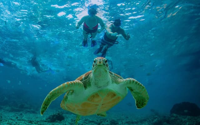Hidden Cenote Swim: Snorkeling, Sea Turtles and Beachside Lunch photo 2
