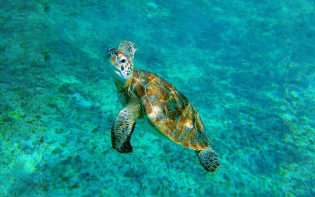 Hidden Cenote Swim: Snorkeling, Sea Turtles and Beachside Lunch photo 7