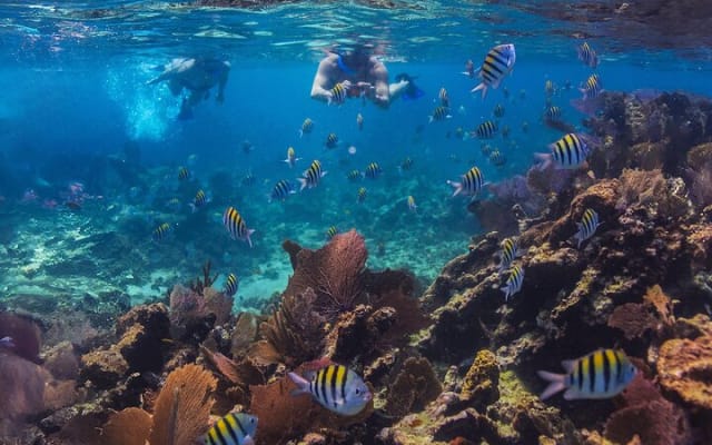 Riviera Maya Luxury Snorkeling Cruise with Lunch and Drinks photo 8