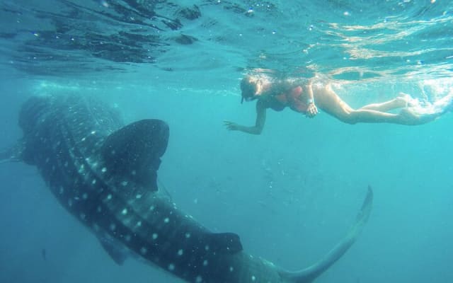 Snorkeling avec les requins-baleines à La Paz et déjeuner depuis Los Cabos photo 13