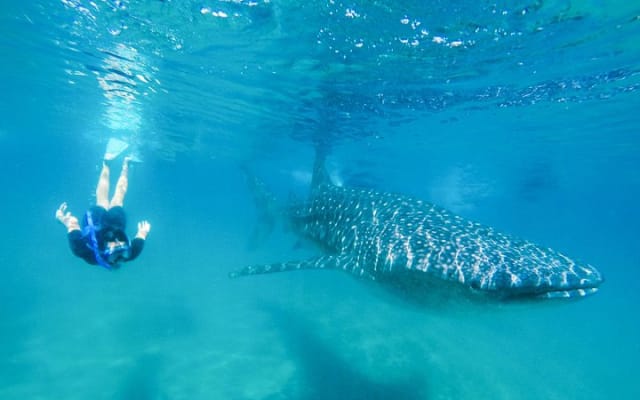 La Paz Whale Shark Snorkeling Tour and Lunch From Los Cabos