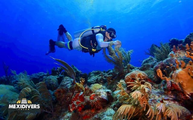 Tulum Diving (Reef) 2 Tanks photo 2
