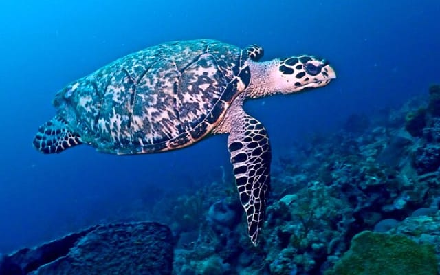 Discover Scuba Diving at Casa Cenote No Certification Needed photo 6