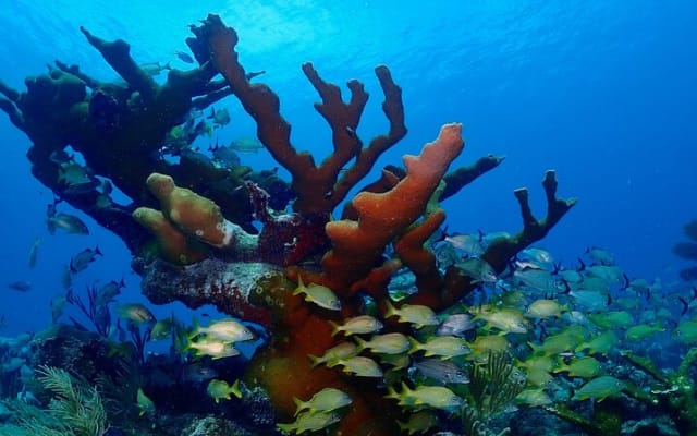 Discover Scuba Diving at Casa Cenote No Certification Needed photo 3