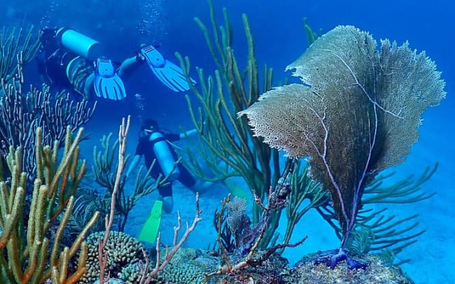 Discover Scuba Diving at Casa Cenote No Certification Needed photo 7