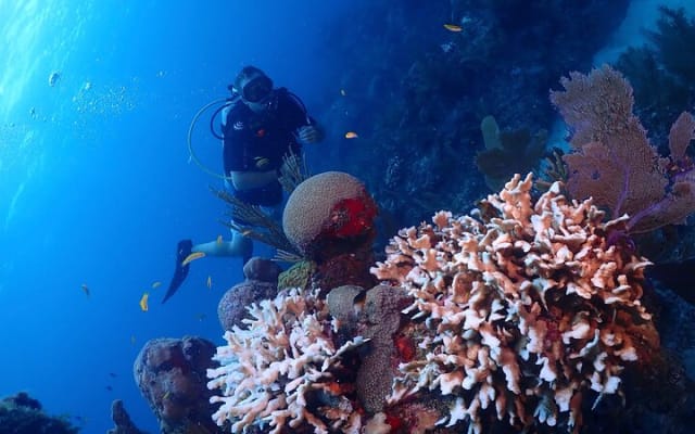 Discover Scuba Diving at Casa Cenote No Certification Needed photo 8