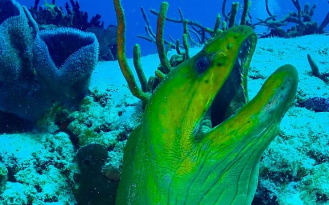 Tulum Diving (Reef) 2 Tanks photo 3
