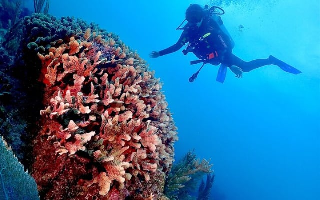Tulum Diving (Reef) 2 Tanks photo 5