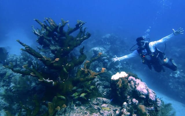 Tulum Diving (Reef) 2 Tanks photo 13