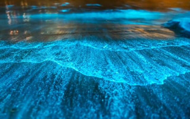 Bioluminescence by Kayak or SUP to Los Arcos, Puerto Vallarta